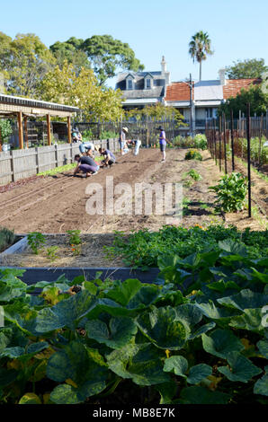 City urban community farm at Camperdown NSW Australia Stock Photo