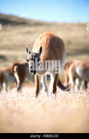 Adult Guanaco grazing in knee high grass on sunny afternoon with herd grazing behind. Stock Photo
