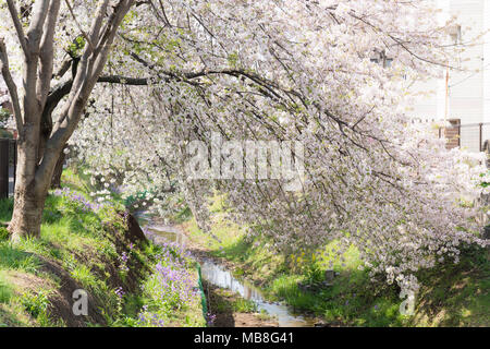 Tamagawa canal in spring, Shibuya-Ku, Tokyo, Japan Stock Photo