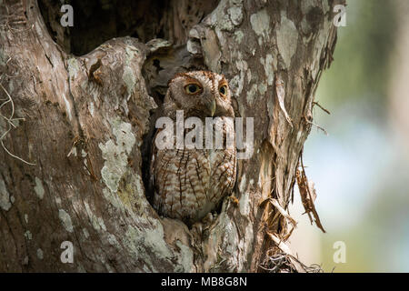 Eastern Screech-Owl nesting in a hole in a tree, perfectly camouflaged. Stock Photo