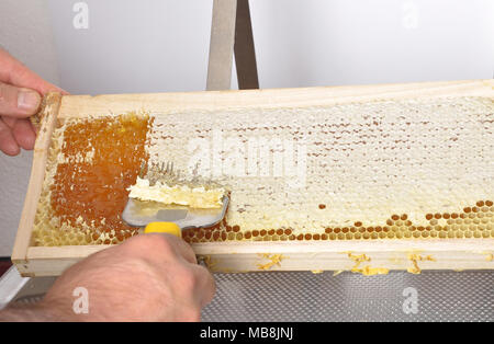 Uncapping of honeycomb at plastic tub Stock Photo