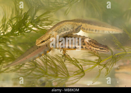 Male palmate newt (Lissotriton helveticus) and smooth (common) newt (Lissotriton vulgaris) swimming in aquatic habitat during the breeding season. Stock Photo