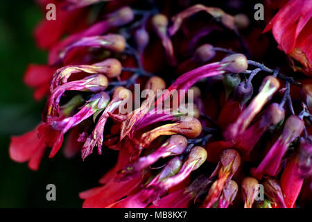 Red bell flowers closeup with selective focus Stock Photo