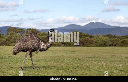Emu walks on the grass in Wilson's Promontory Stock Photo