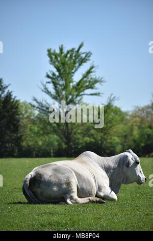 big white cow laying down in an open field Stock Photo