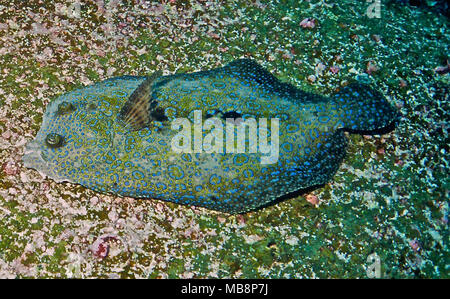 The leopard flounder (Bothus pantherinus: 25 cms.) changes the colour of the rings on its body to blend in with its environment. Permanent dark areas are present along part of the lateral line. It lives in the Pacific and Indian Oceans, on silty or sandy substrates. As an ambush predator, its impressive camouflage enables it to catch small passing fish and invertebrates which are unaware of its presence. A highly compressed flatfish, both eyes are on the upper side of the animal. If alarmed, as in this instance, it elevates its elo ngated pectoral fin. Photographed near Wolf Island, Galapagos. Stock Photo