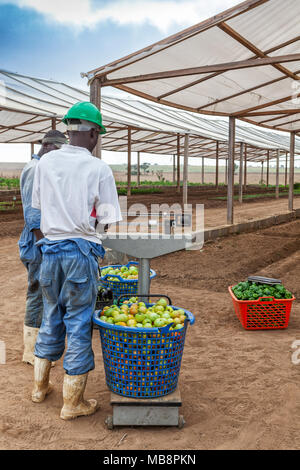 CABINDA/ANGOLA - 09JUN2010 - African farmer weighing tomatoes. Stock Photo