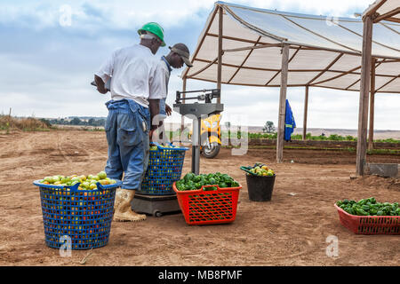 CABINDA/ANGOLA - 09JUN2010 - African farmer weighing vegetables. Stock Photo