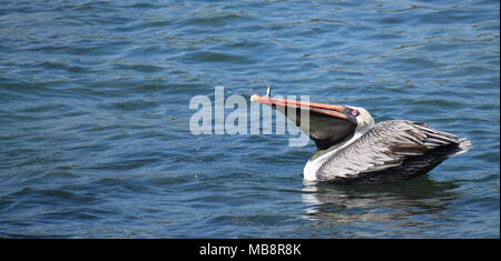 Galápagos Brown Pelican (Pelecanus occidentalis urinator) feeding on fish Stock Photo