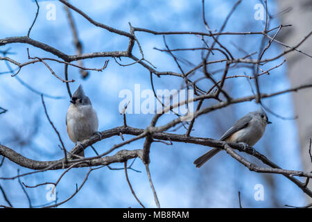 Two Tufted Titmouse (Baeolophus bicolor) birds perched on a branch. Stock Photo