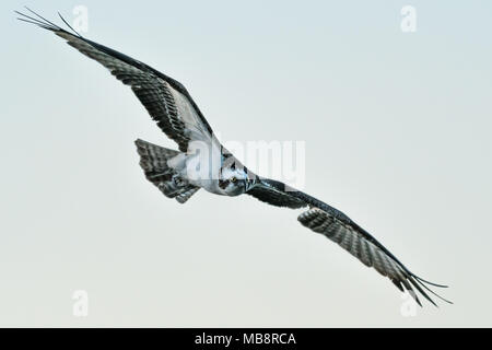 Osprey (Pandion haliaetus) in flight. Florida Gulf Coast. Stock Photo