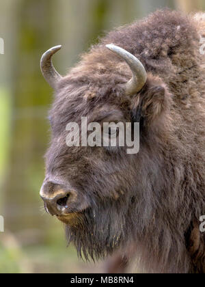 Portrait of European bison. Juvenile Wisent (Bison bonasus) bull looking at camera. With green background Stock Photo