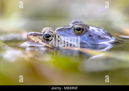 Moor frog (Rana arvalis) couple in amplexus mating position in the reproduction season submersed under water line Stock Photo