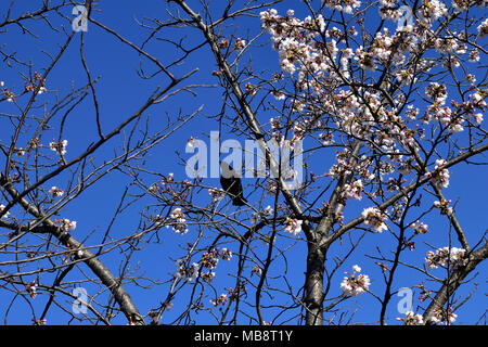 Blooming Cherries and singing black bird, Washington DC Stock Photo
