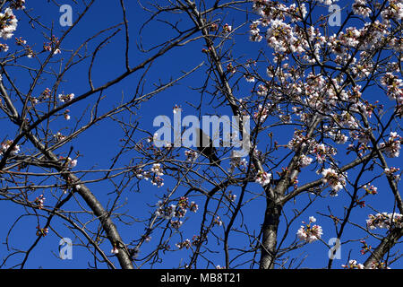 Blooming Cherries and singing black bird, Washington DC Stock Photo