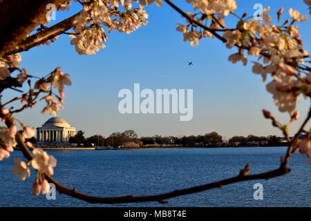 Cherry framed Jefferson memorial and the aircraft, Washington DC Stock Photo