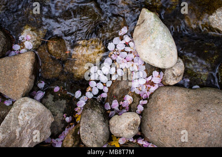 Tiny white Cherry Blossom petals float in a stream after falling from the tree in Namsan Park in Seoul, South Korea in the Spring. Stock Photo