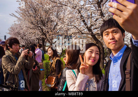 Young couples take selfies together at the Cherry Blossom festival in Yeouido district in Seoul, celebrating the blooming of the flowers in Spring. Stock Photo