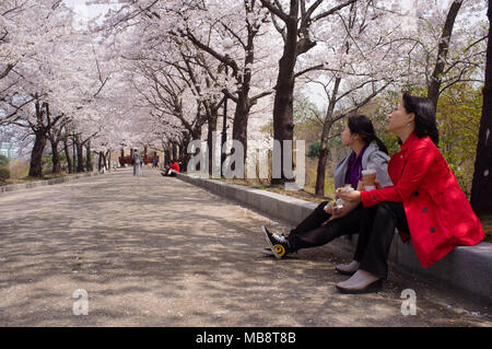 Two women sit on a curbside in Olympic Park in Seoul, enjoying the blooming of the cherry blossoms in Spring. Stock Photo