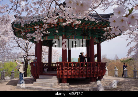 Visitors to a pavilion in Olympic Park in Seoul enjoy the blooming of the cherry blossoms in Spring. Stock Photo