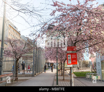 Row of Cherry trees with blossoms at City playground, Springtime Vienna Austria March 6, 2018 Stock Photo