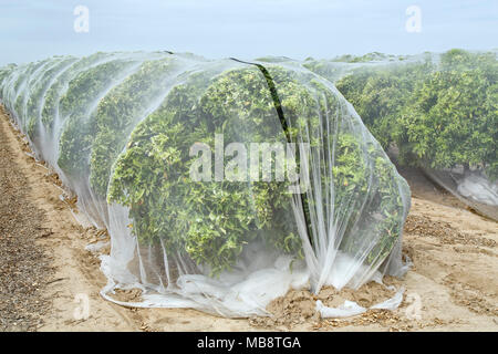 Netting protecting ''Clementine'  Mandarin orange orchard against cross-pollination, polyethylene fine mesh netting, Stock Photo