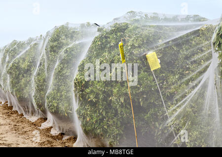 Netting protecting 'Clementine' mandarin orange citrus orchard against cross-pollination of fruit, Polyethylene fine mesh netting, Stock Photo