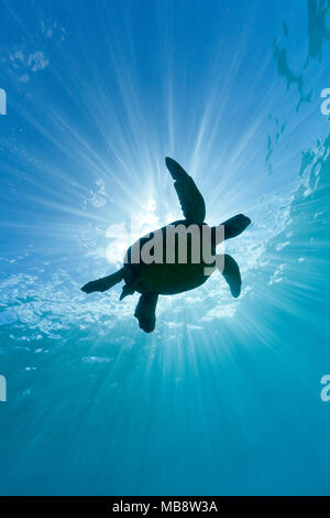 Green sea turtle and sun rays Stock Photo