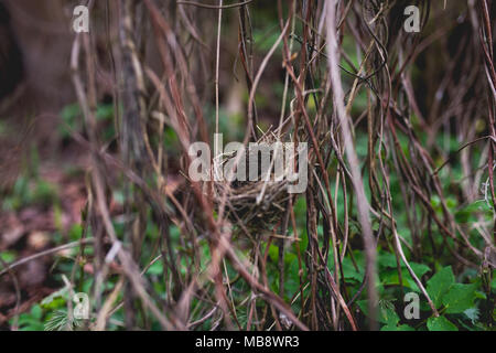 Small bird nest hidden in shrubbery Stock Photo