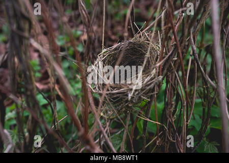 Small bird nest hidden in shrubbery Stock Photo