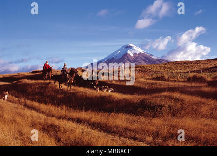 'Chagras' cowboys riding on the moors of Cotopaxi National Park Stock Photo