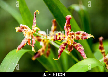 Leopard orchid, typical of northwestern Ecuador Stock Photo