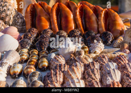 seashells for sale on a beach in Bali to attract tourists looking 