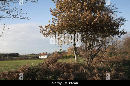 Close up looking down on wicker basket filled with freshly picked apples Stock Photo