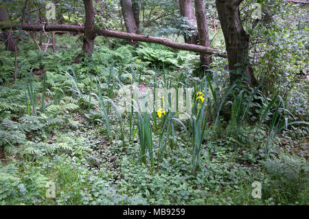 Yellow flowers of Iris pseudacorus plant growing in boggy wet woodland, Suffolk, England, UK Stock Photo