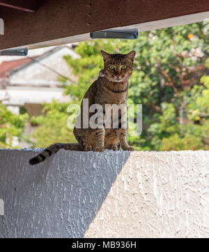 A grey mackerel tabby cat (Felis catus) wearing a collar with a big bell, sitting on a white wall and looking into the camera. Stock Photo