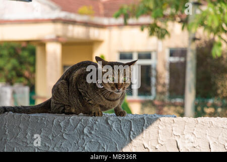 A grey mackerel tabby cat (Felis catus) on a white wall in a hunting position, wearing a collar with a big bell. Stock Photo