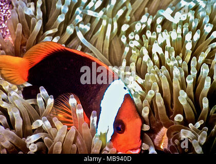 This fire clownfish (Amphiprion melanopus: 7 cms.) was sheltering in its host anemone (Entacmaea quadricolor). All clownfish have symbiotic relationships with sea anemones. The fish will attack animals which approach the anemone; they sometimes even bite divers who get too near. In exchange for protecting the anemone from potential predators, they have a place of refuge amongst the anemone's many tentacles, to the stinging nematocysts of which they are immune. This species of clownfish is common in the western central Pacific Ocean, where it feeds mainly on copepods and algae. Bali, Indonesia. Stock Photo
