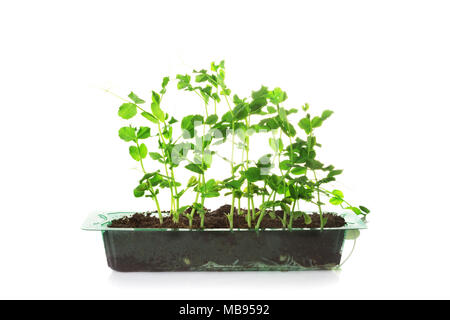 Sweet pea green sprouts in a plastic box isolated on a white background Stock Photo