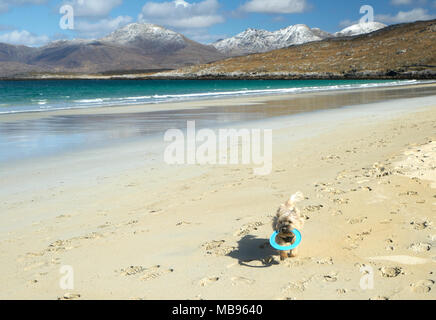 Cairn Terrier playing with a frisbee on a beautiful beach at Luskentyre on The Isle of Harris on a sunny day in spring. Stock Photo