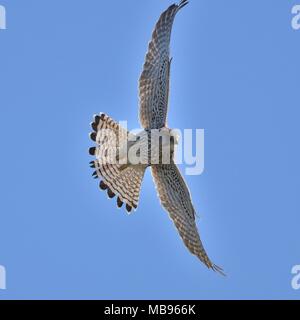 Kestrel in Flight. Stock Photo