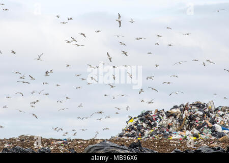 Many gulls flying at a garbage dump Stock Photo