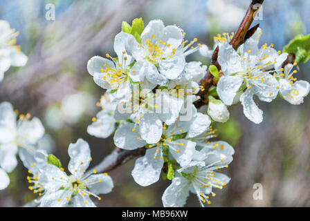Apple blossom flower with water drops on spring day in nature. Soft and Selective focus, close up Stock Photo