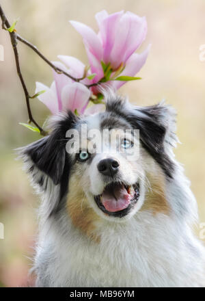 Cute Australian Shepherd female dog, color blue merle white copper with blue eyes, frontal portrait in front of pink Magnolia flowers Stock Photo