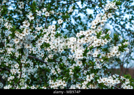 Lot of white plum blossoms on a spring day in nature Stock Photo