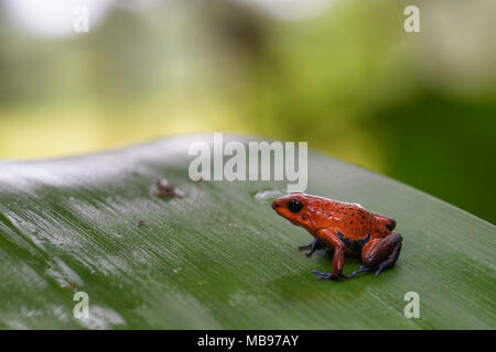 Red Poison Dart Frog - Oophaga pumilio, beautiful red blue legged frog from Cental America forest, Costa Rica. Stock Photo