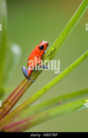 Red Poison Dart Frog - Oophaga pumilio, beautiful red blue legged frog from Cental America forest, Costa Rica. Stock Photo