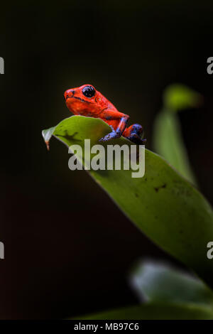 Red Poison Dart Frog - Oophaga pumilio, beautiful red blue legged frog from Cental America forest, Costa Rica. Stock Photo