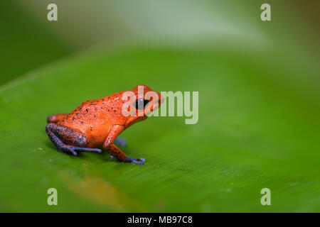 Red Poison Dart Frog - Oophaga pumilio, beautiful red blue legged frog from Cental America forest, Costa Rica. Stock Photo