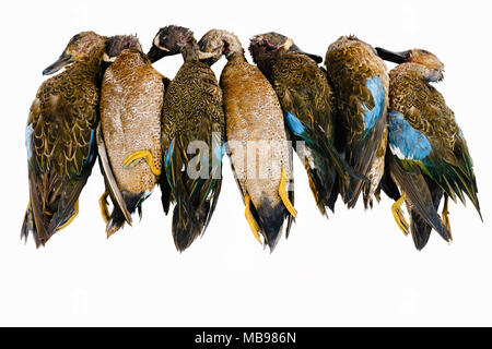 Dead ducks killed on hunting season as recreational pursuit for wild game meat white background Stock Photo